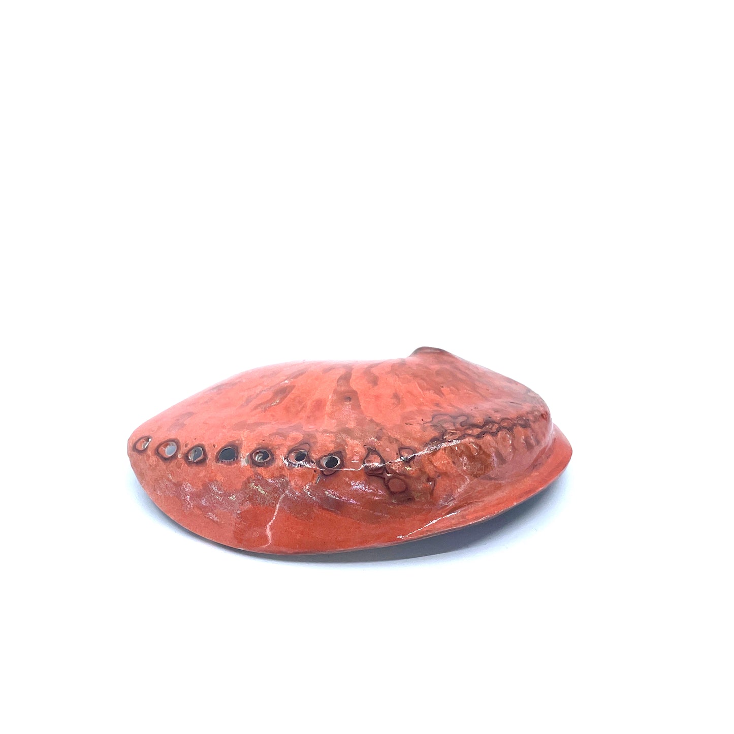 Midas Abalone Polished
