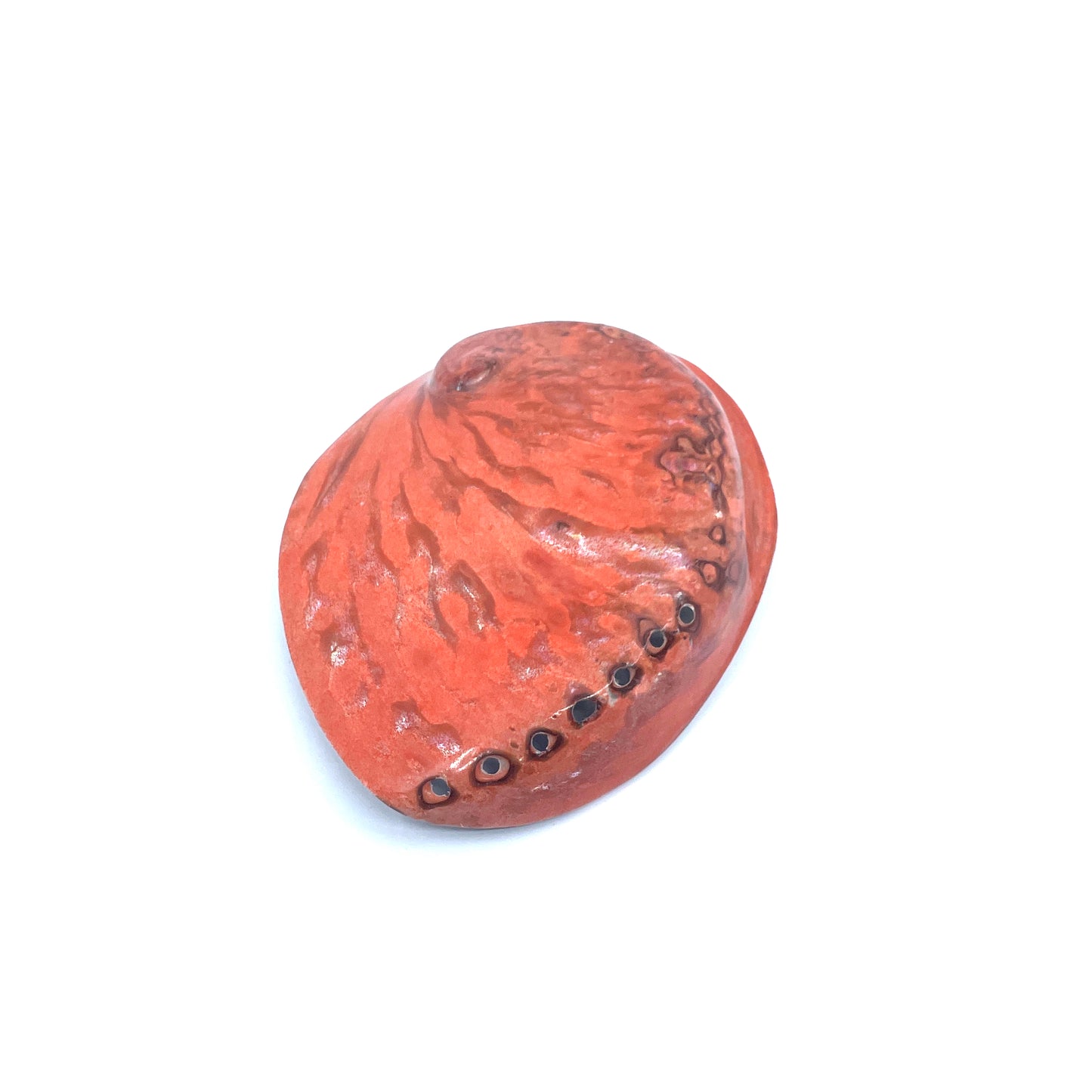 Midas Abalone Polished