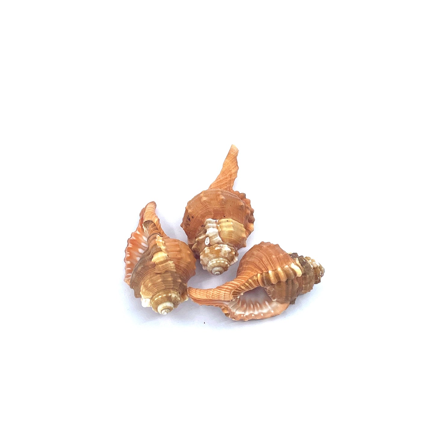 Pear Triton