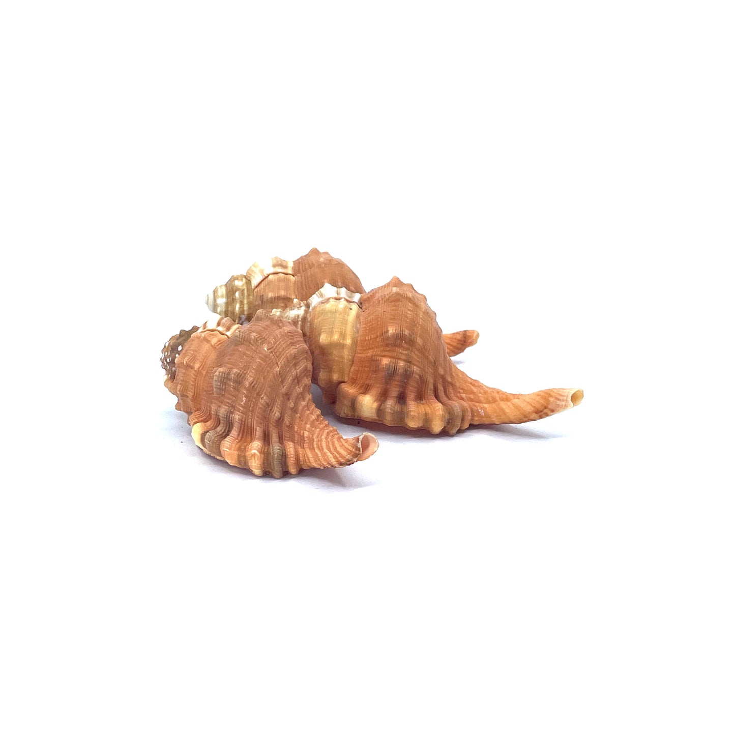 Pear Triton