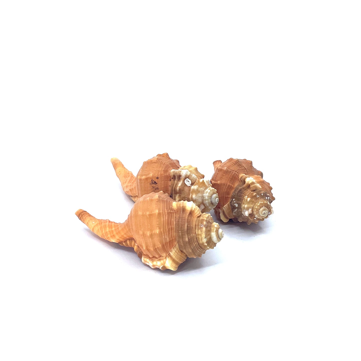 Pear Triton