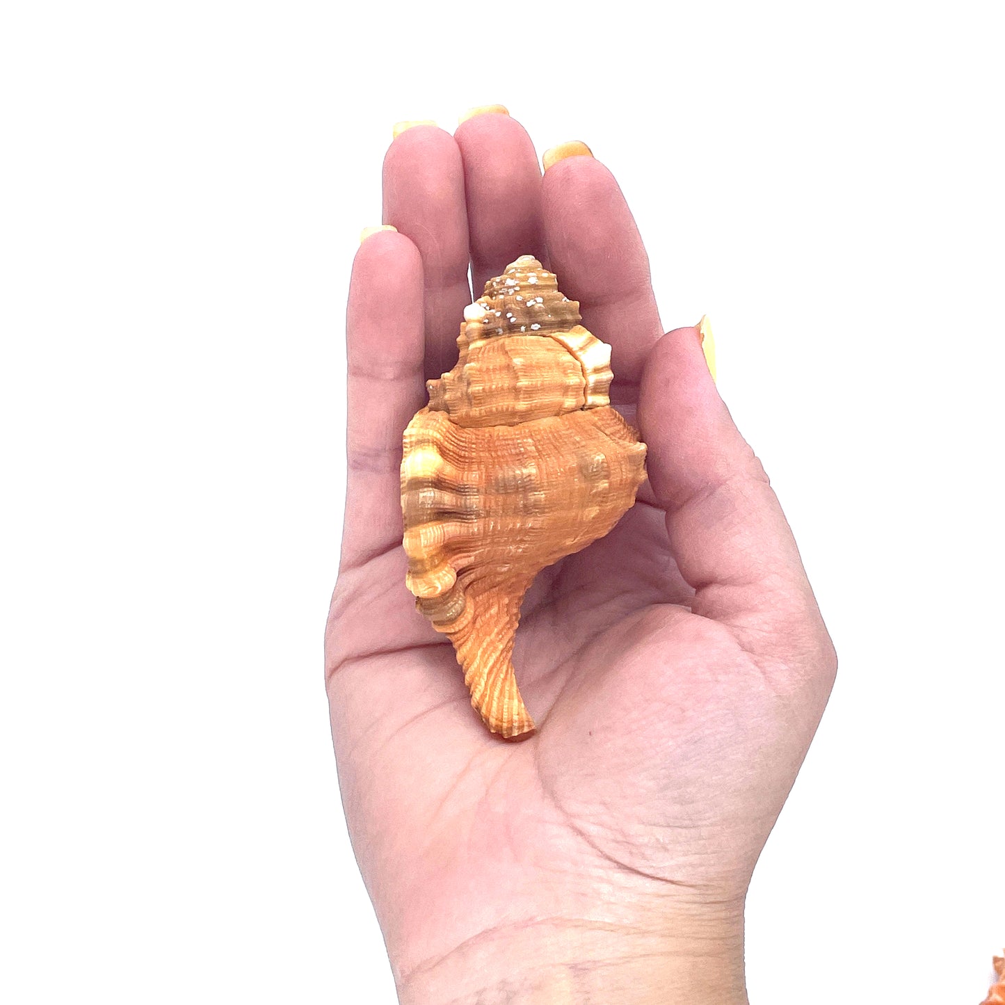 Pear Triton