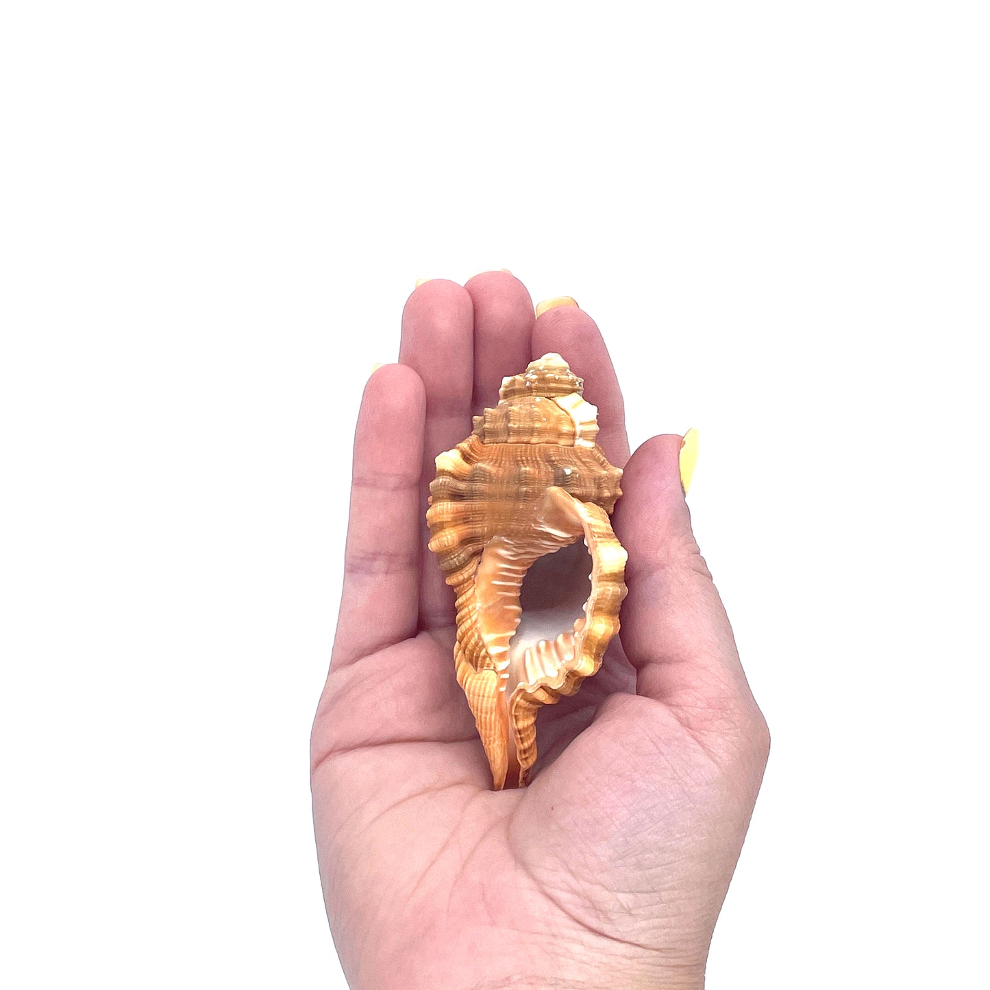 Pear Triton