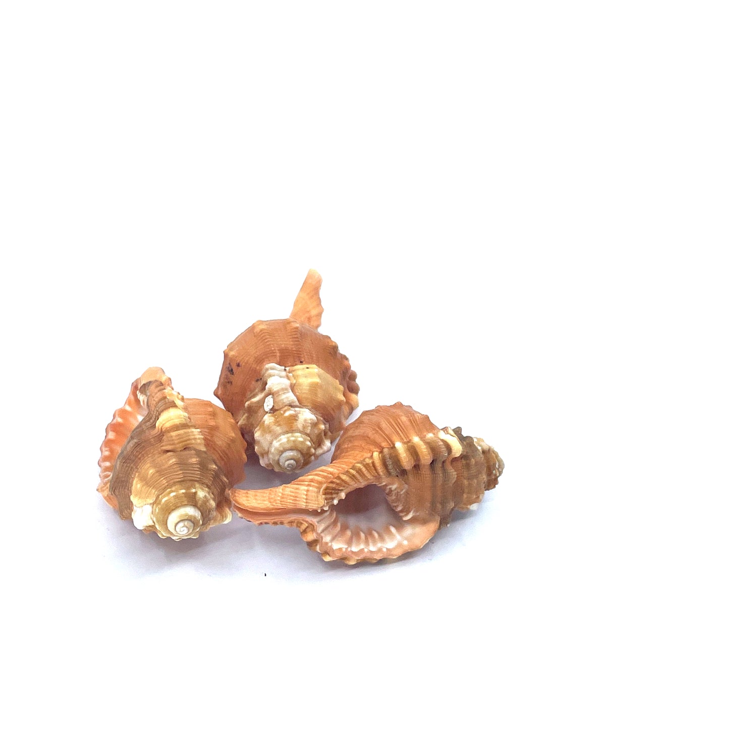 Pear Triton