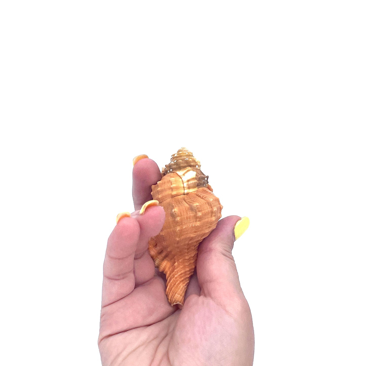 Pear Triton