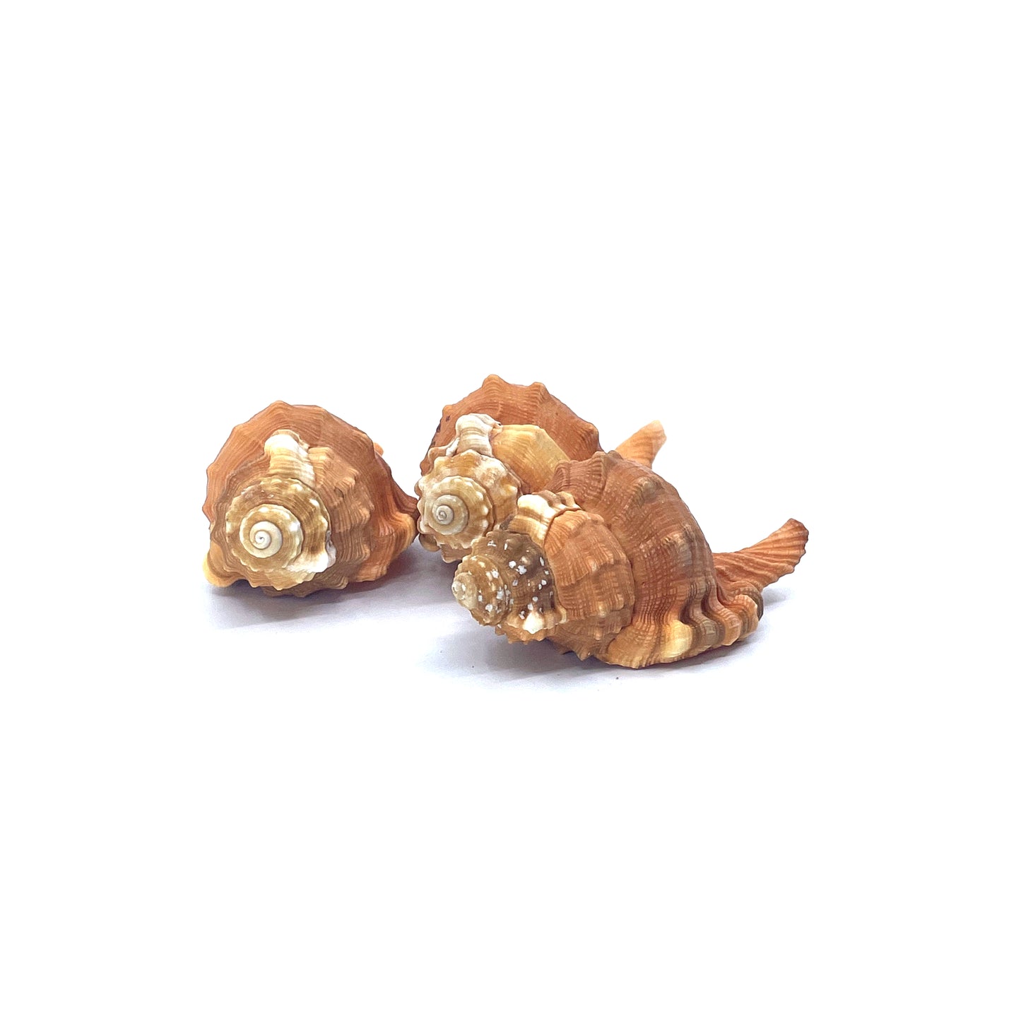 Pear Triton