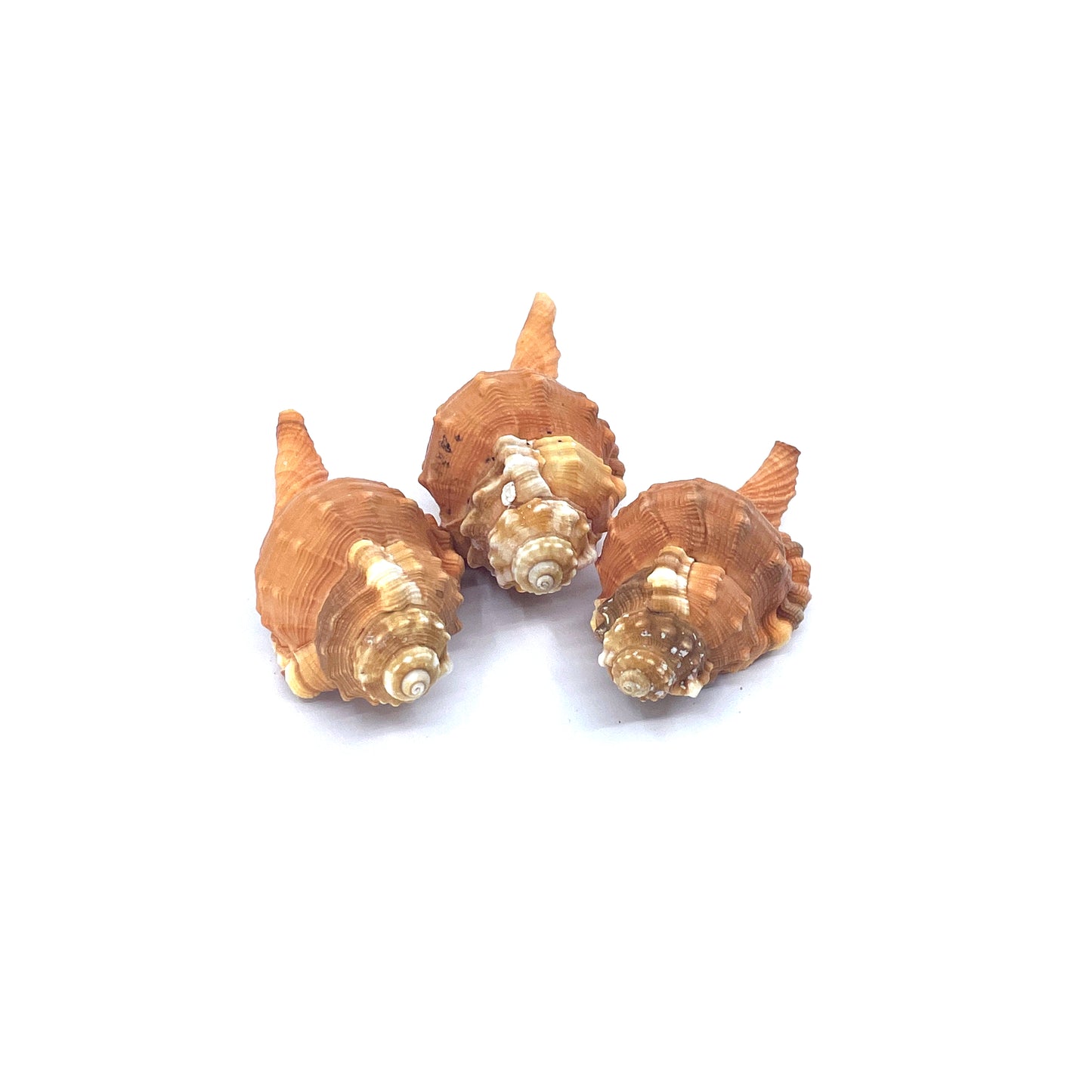 Pear Triton
