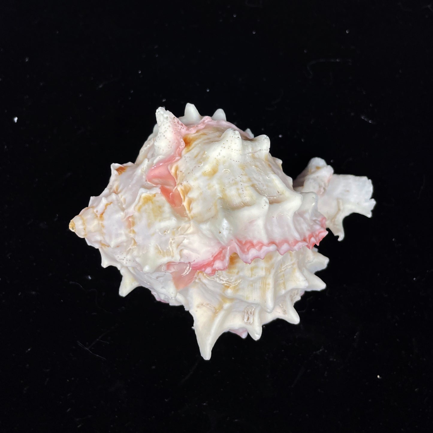 Pink Murex