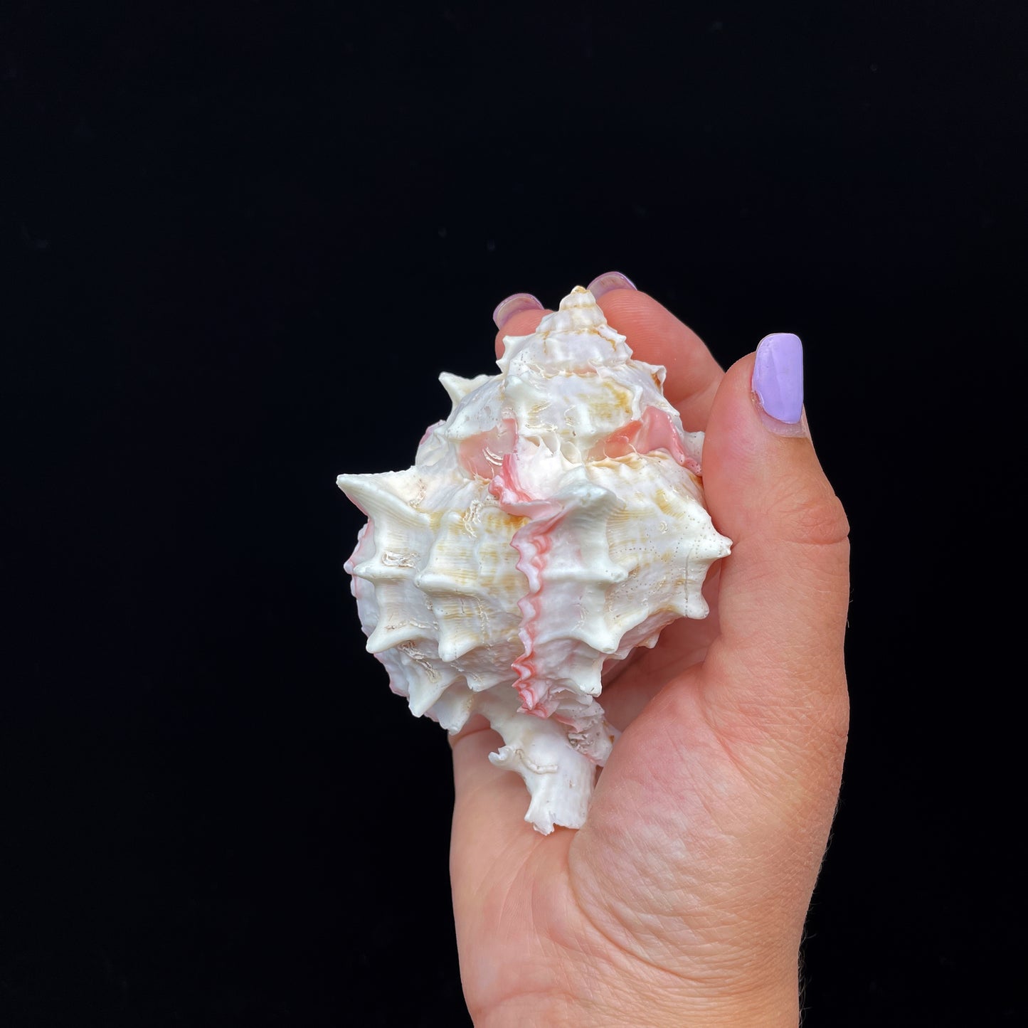Pink Murex