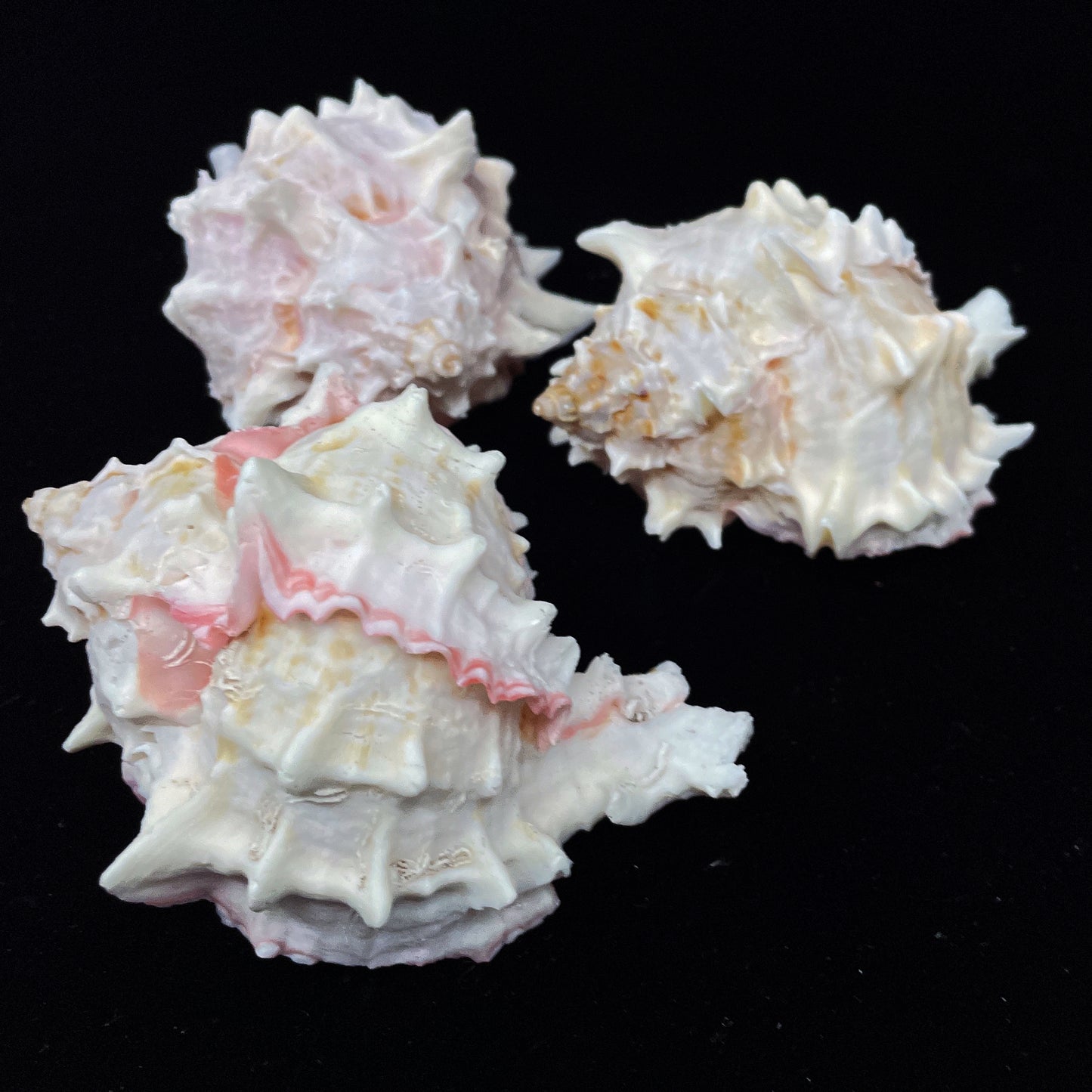 Pink Murex