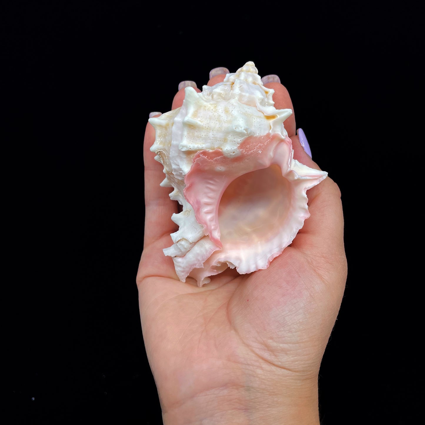 Pink Murex