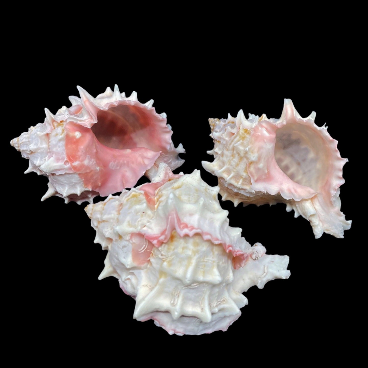 Pink Murex