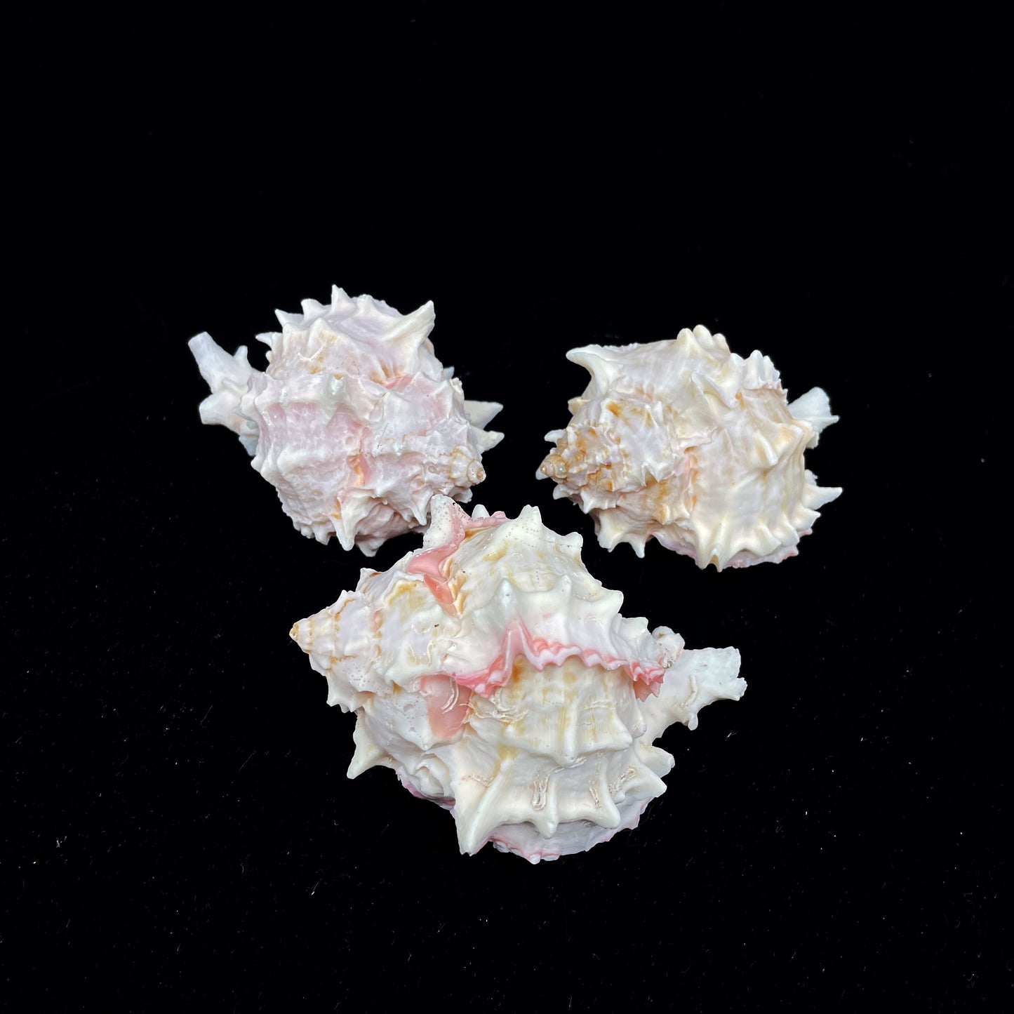 Pink Murex