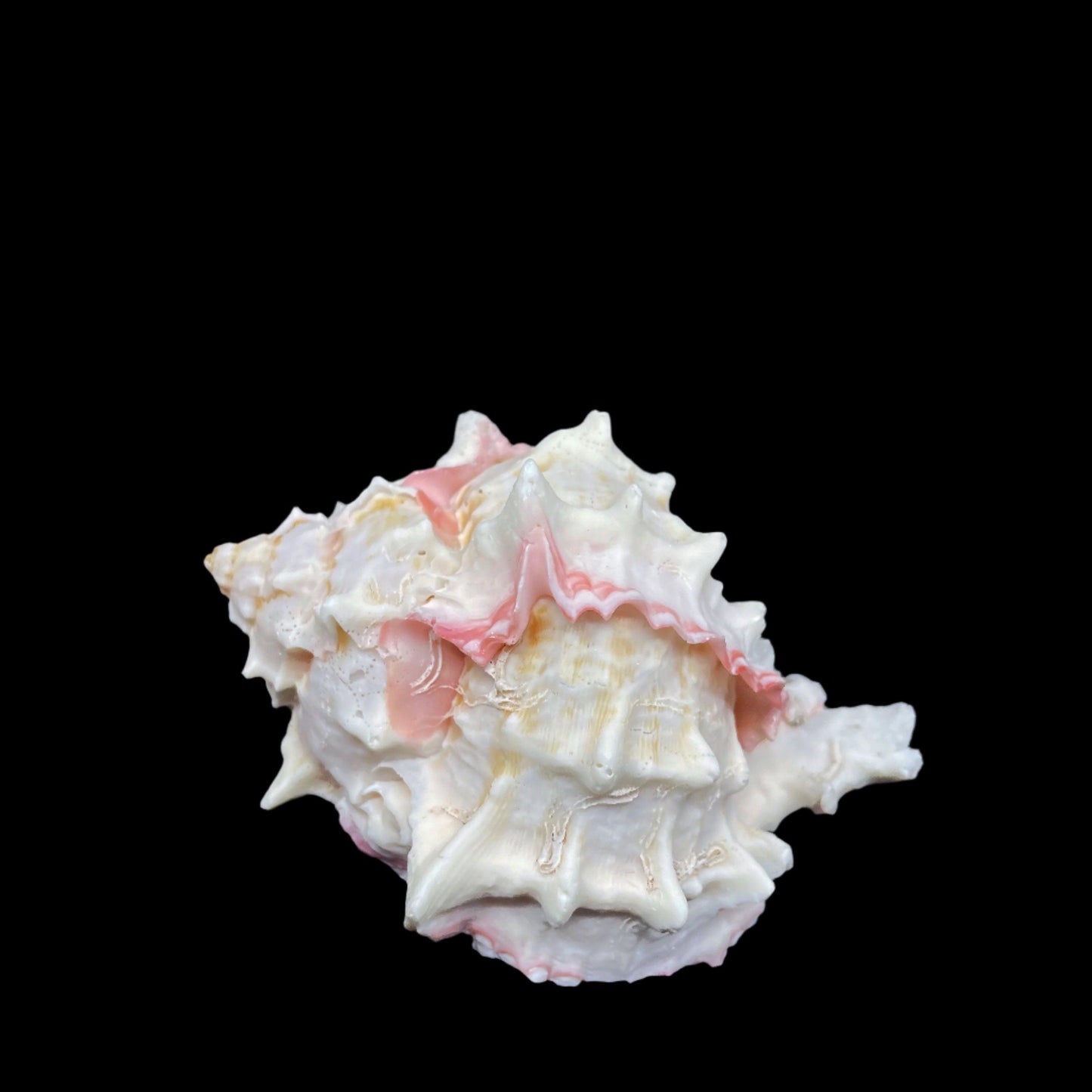 Pink Murex