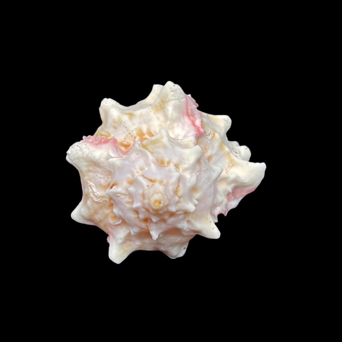 Pink Murex