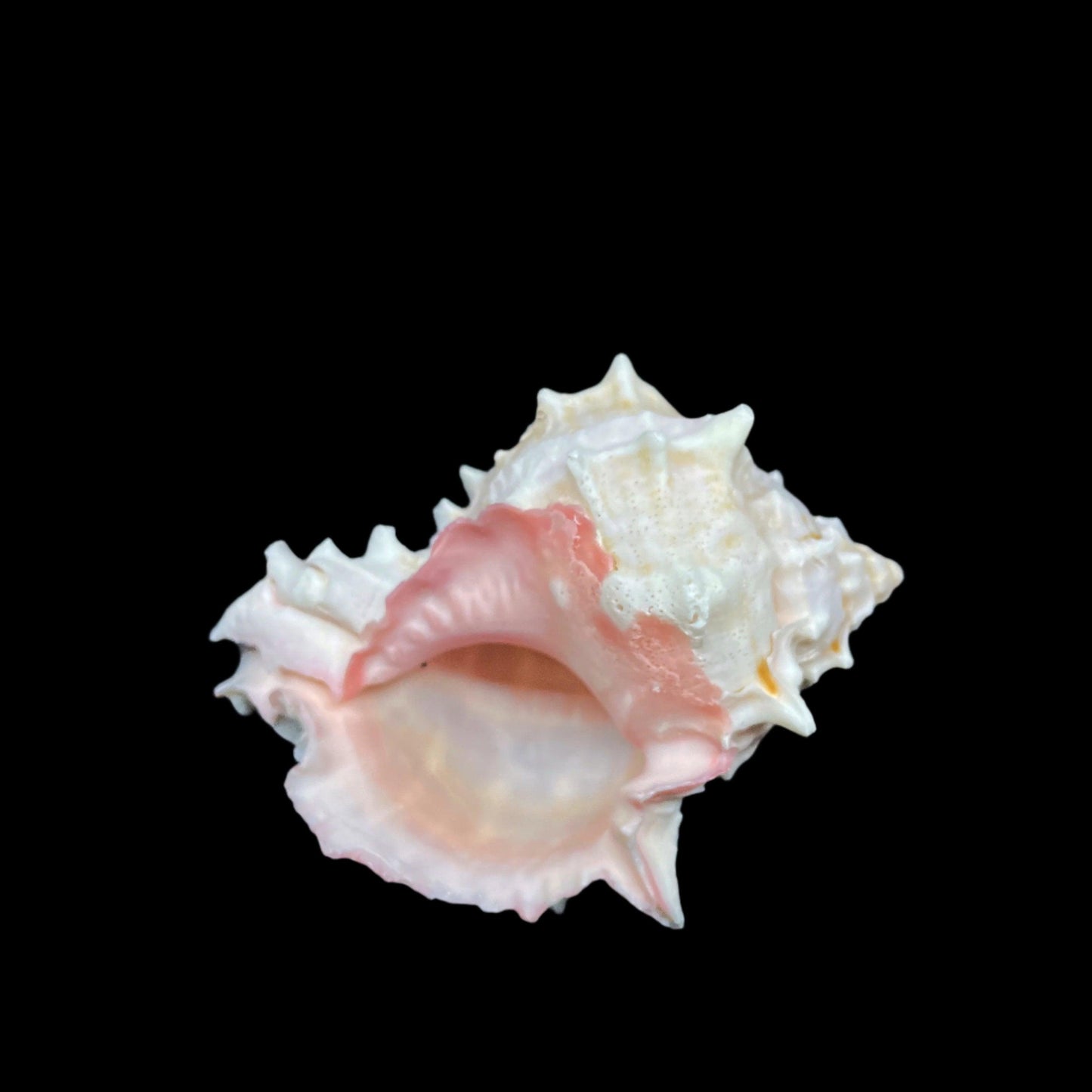 Pink Murex