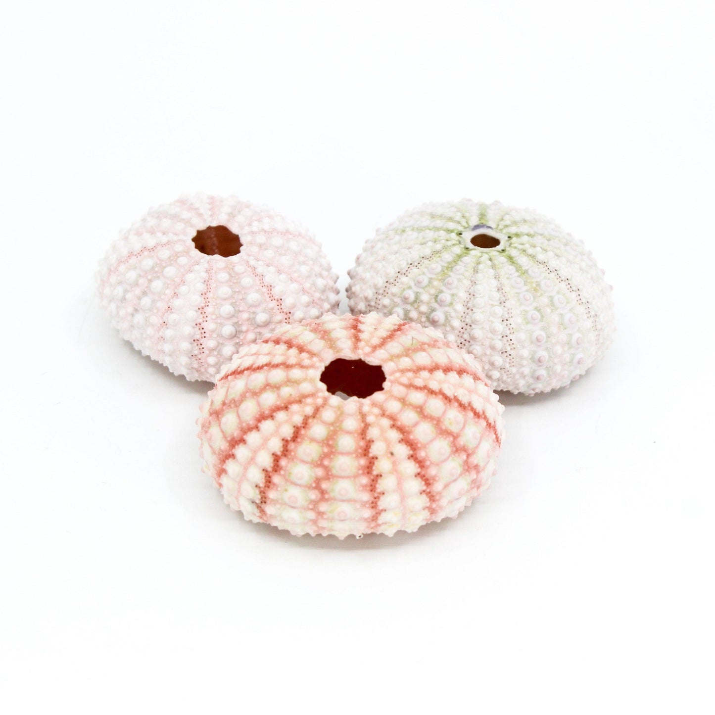 Pink Urchin