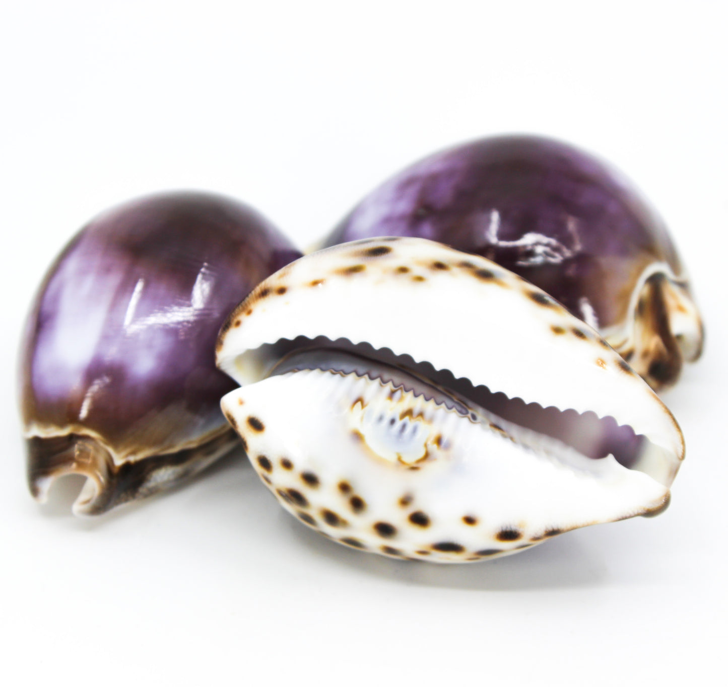Purple Tiger Cowrie 3-4"