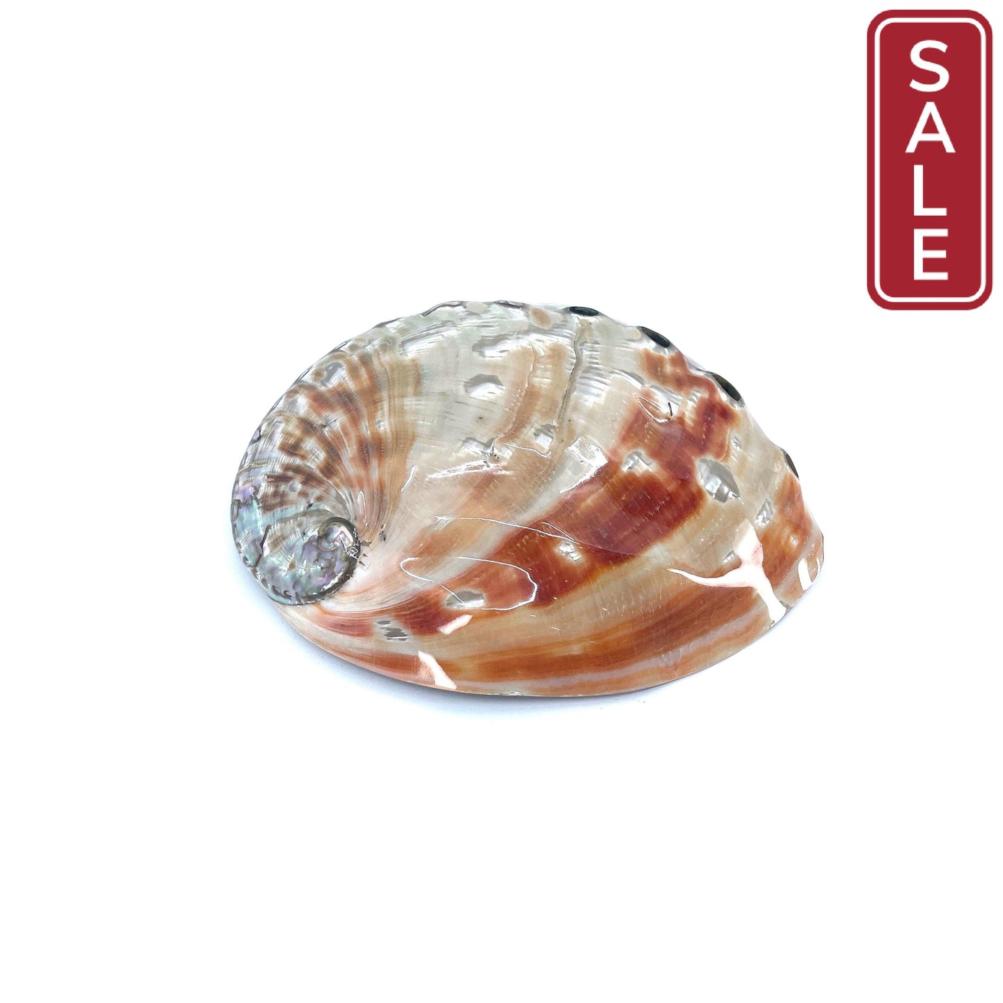 Red Abalone Polished