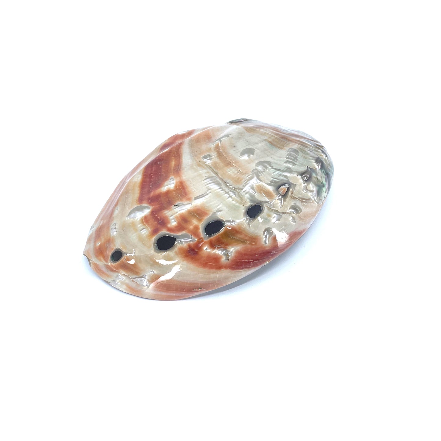 Red Abalone Polished