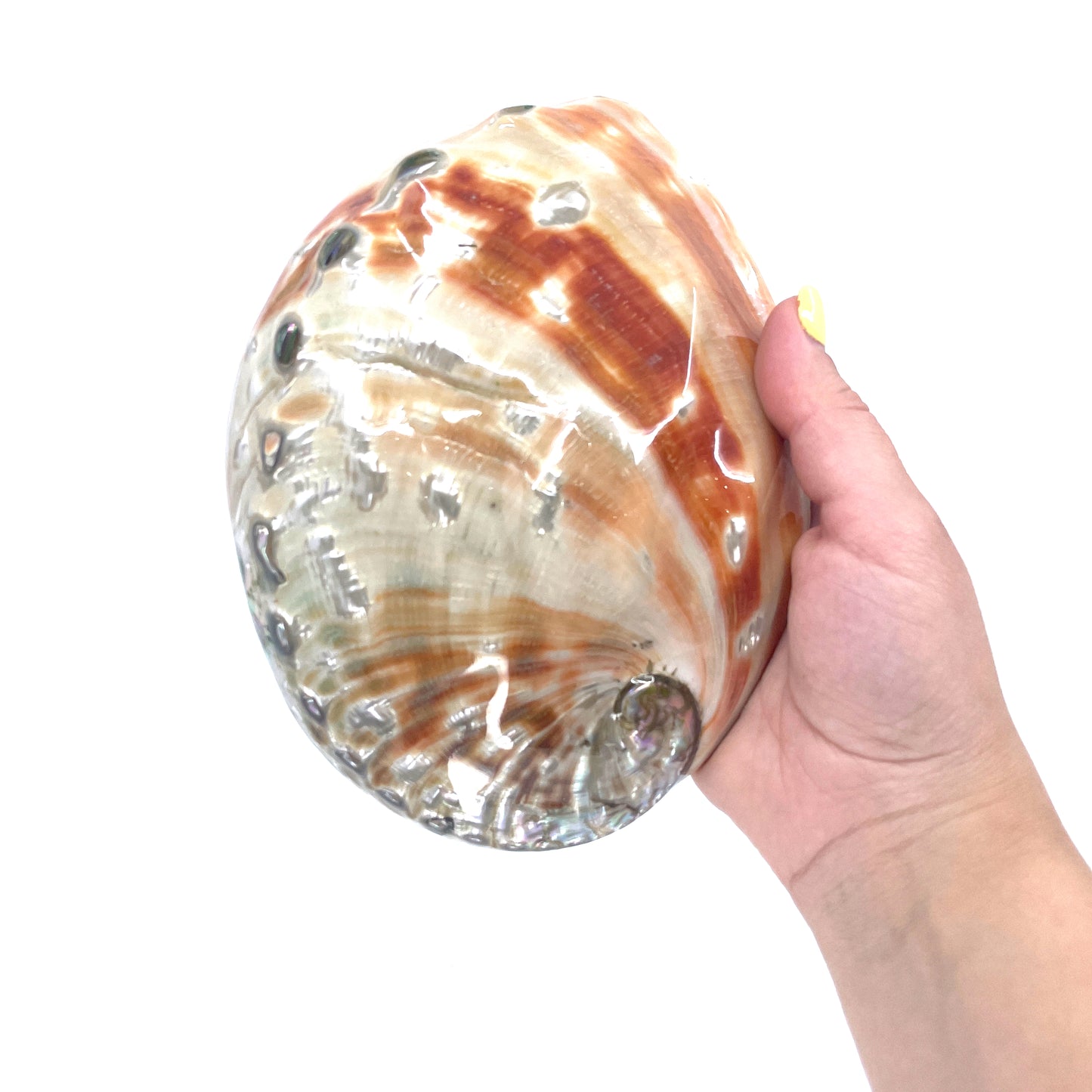 Red Abalone Polished