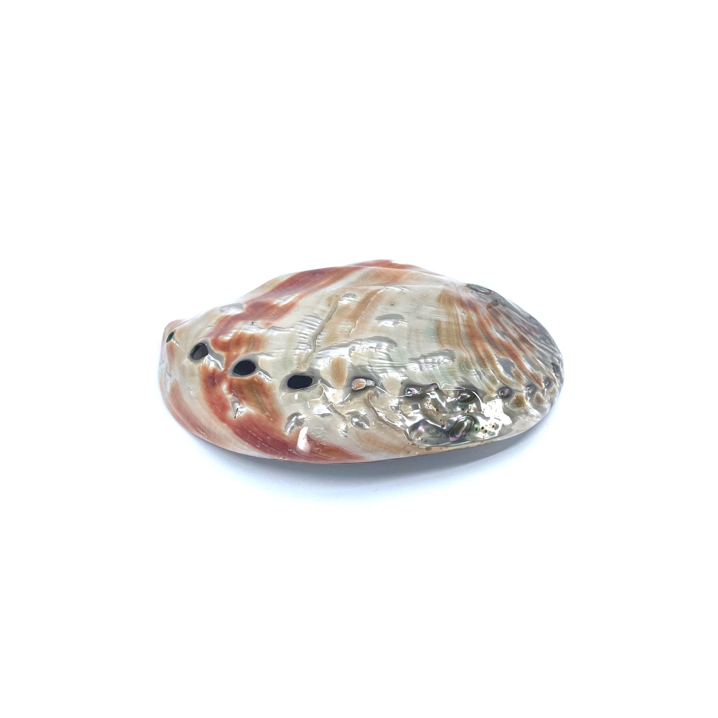 Red Abalone Polished