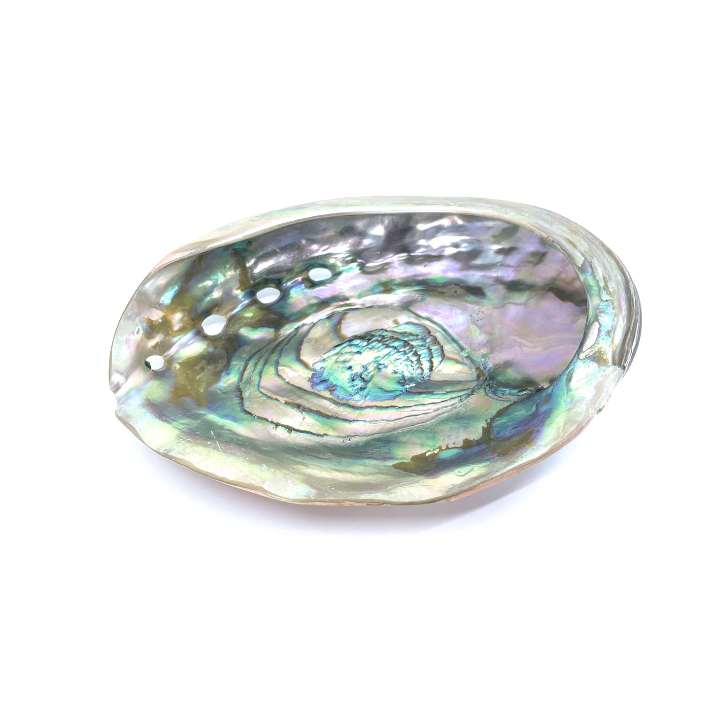 Red Abalone Polished