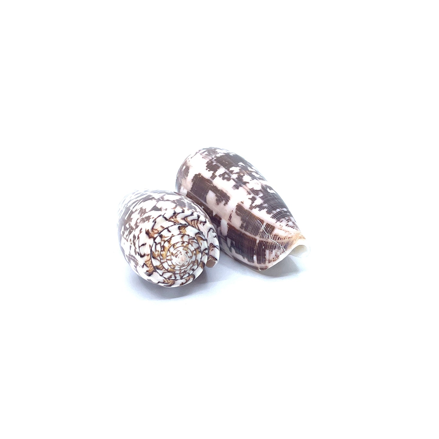 Striate Cone (Pol)