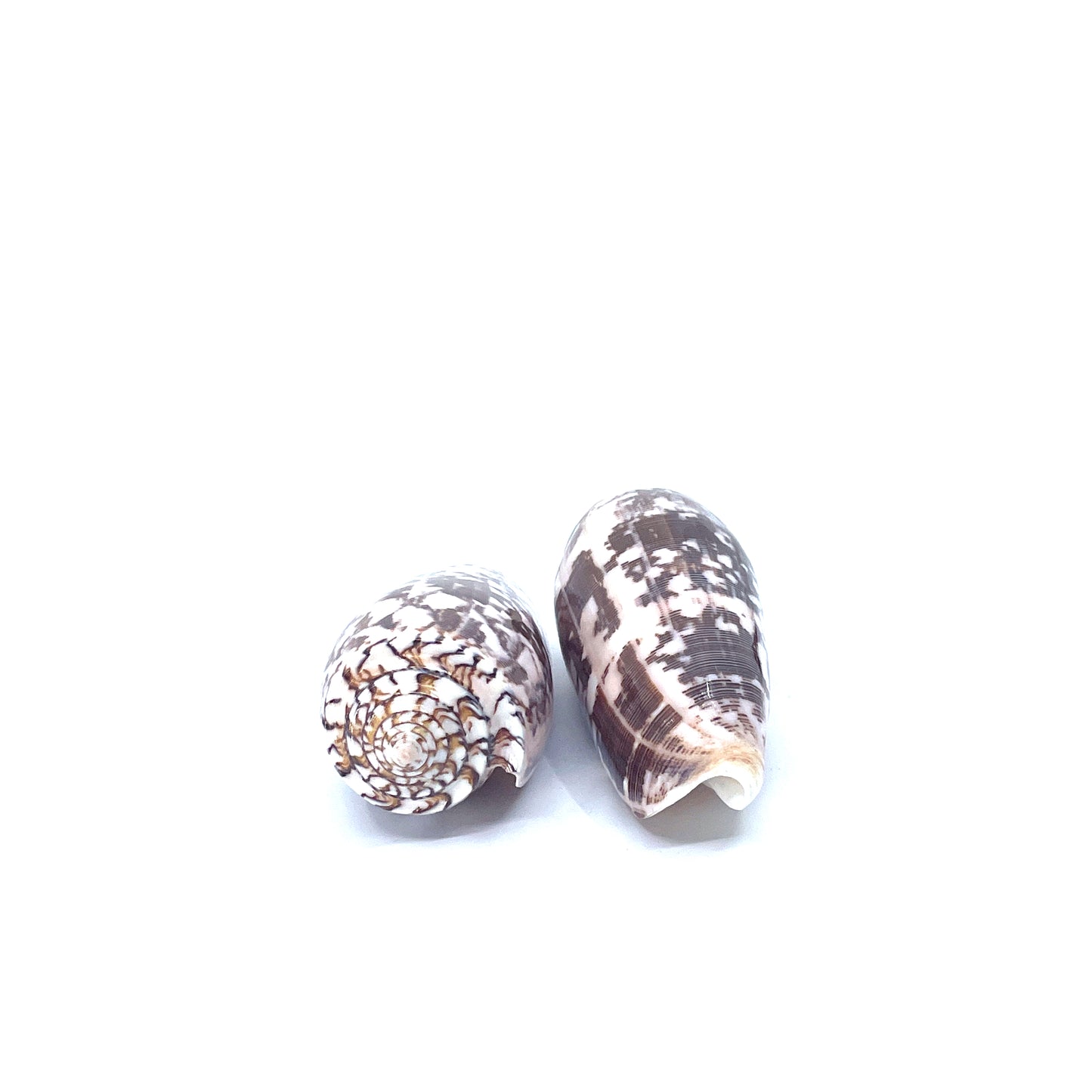 Striate Cone (Pol)