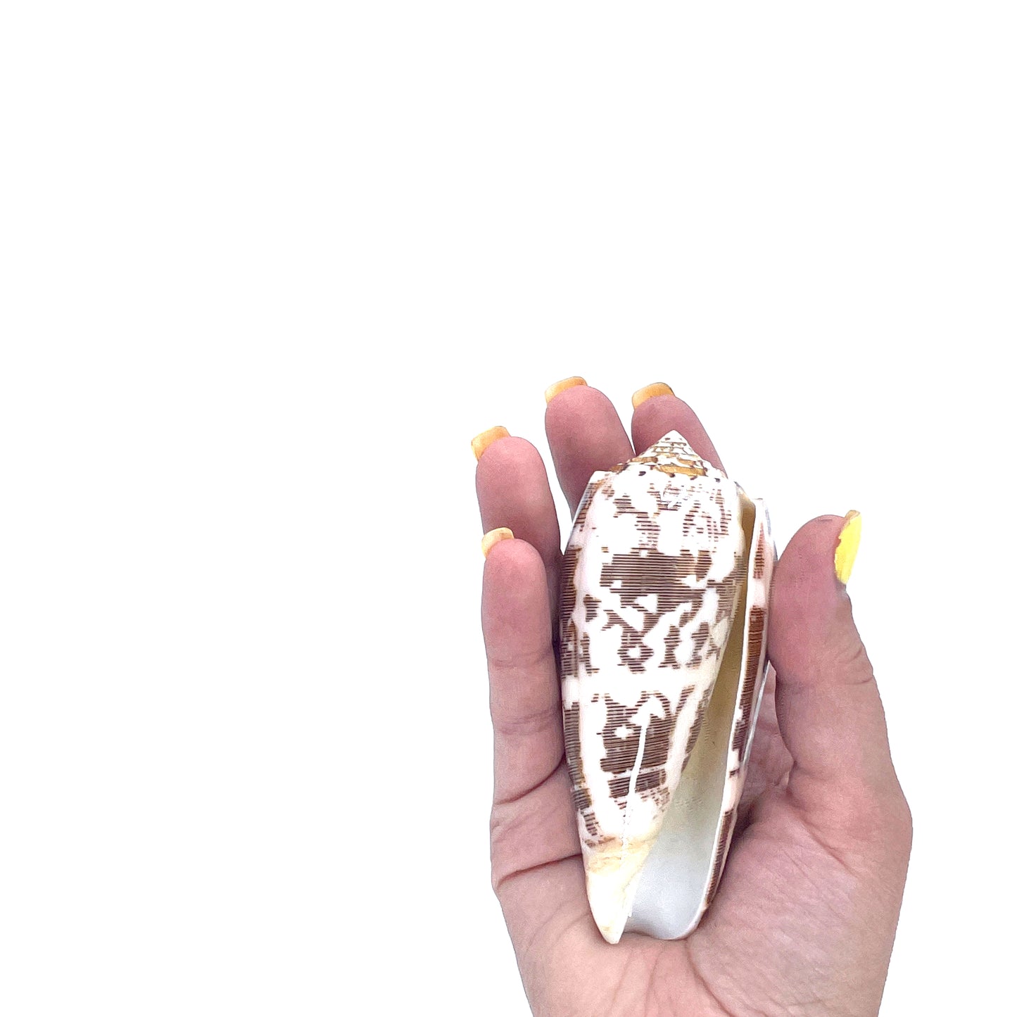 Striate Cone (Pol)