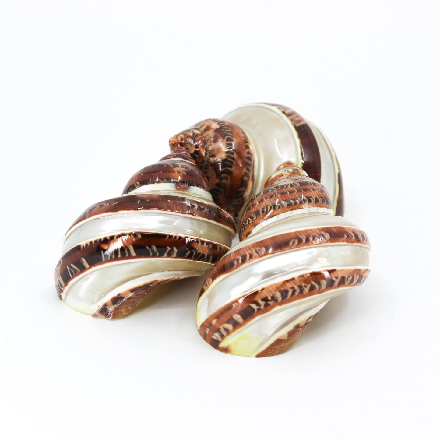 Tapestry Turbo Spiral 1.5-2.5"