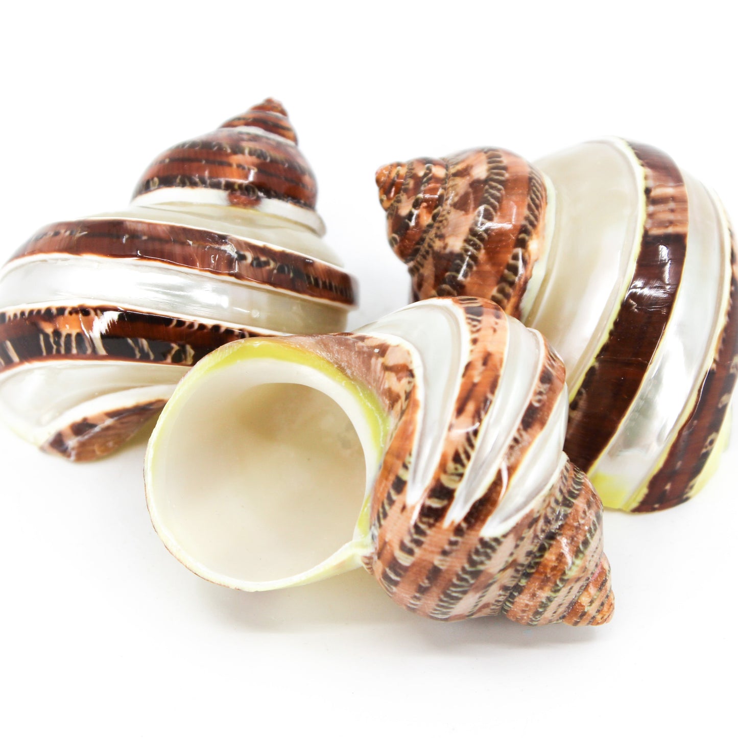 Tapestry Turbo Spiral 1.5-2.5"