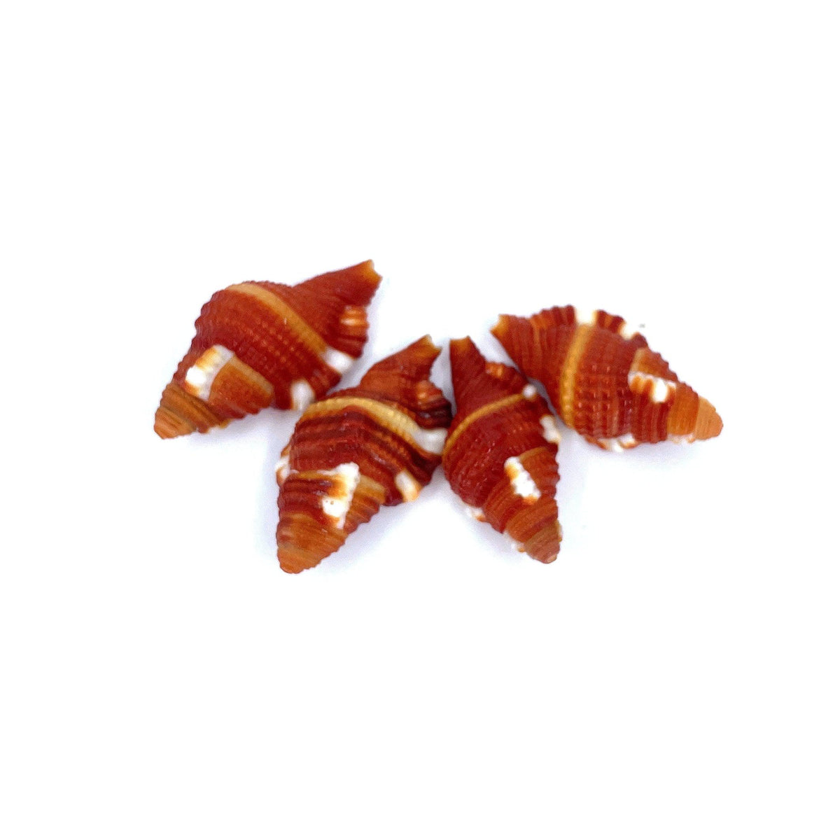 Red Breasted Triton 1"
