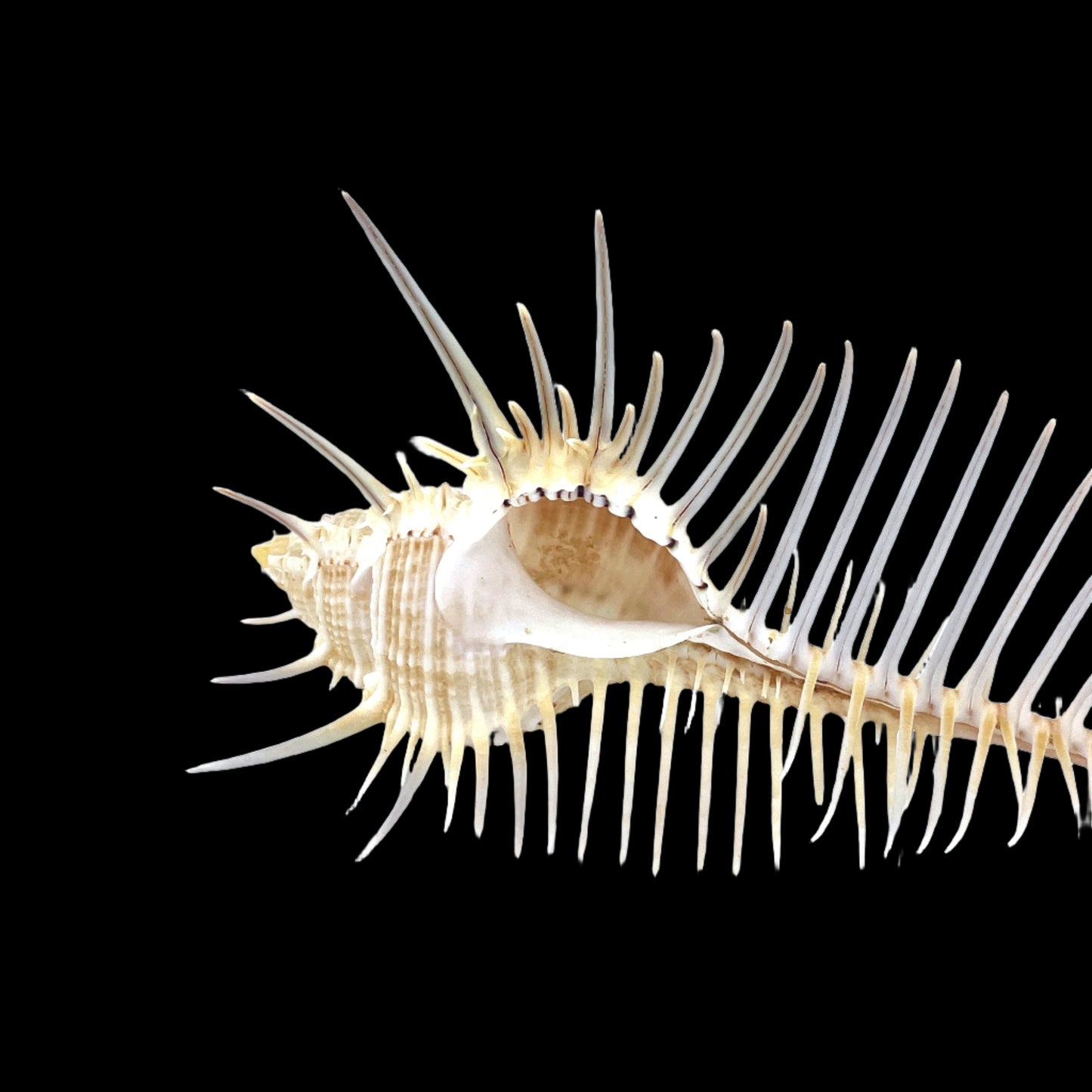 Venus Comb Murex