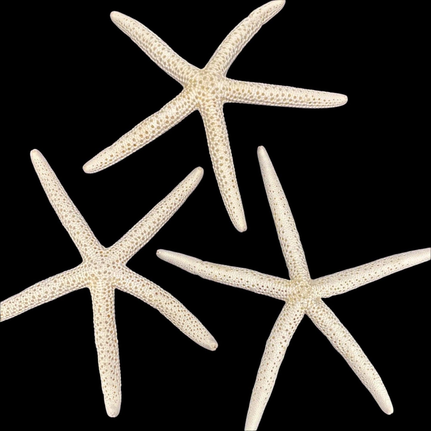 White Linkia Star