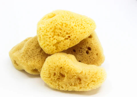 Why Natural Sea Sponges are a Must-Have for All Your Beauty and Home Needs