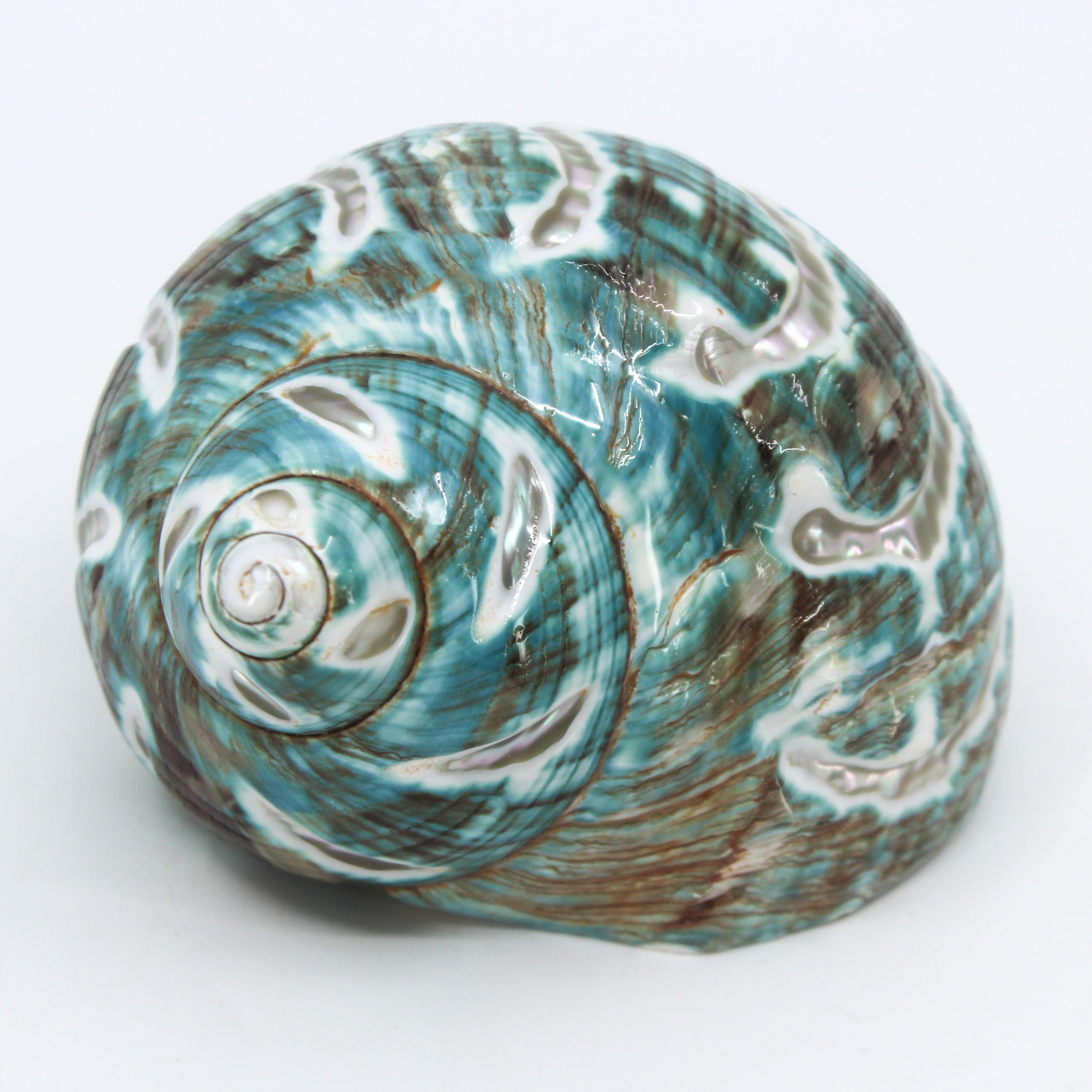 Shell Pleads Shells – Salt Flat Trading Co.