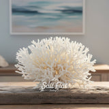 Birdsnest Coral 10-12"