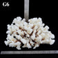Brownstem Coral 10-12"