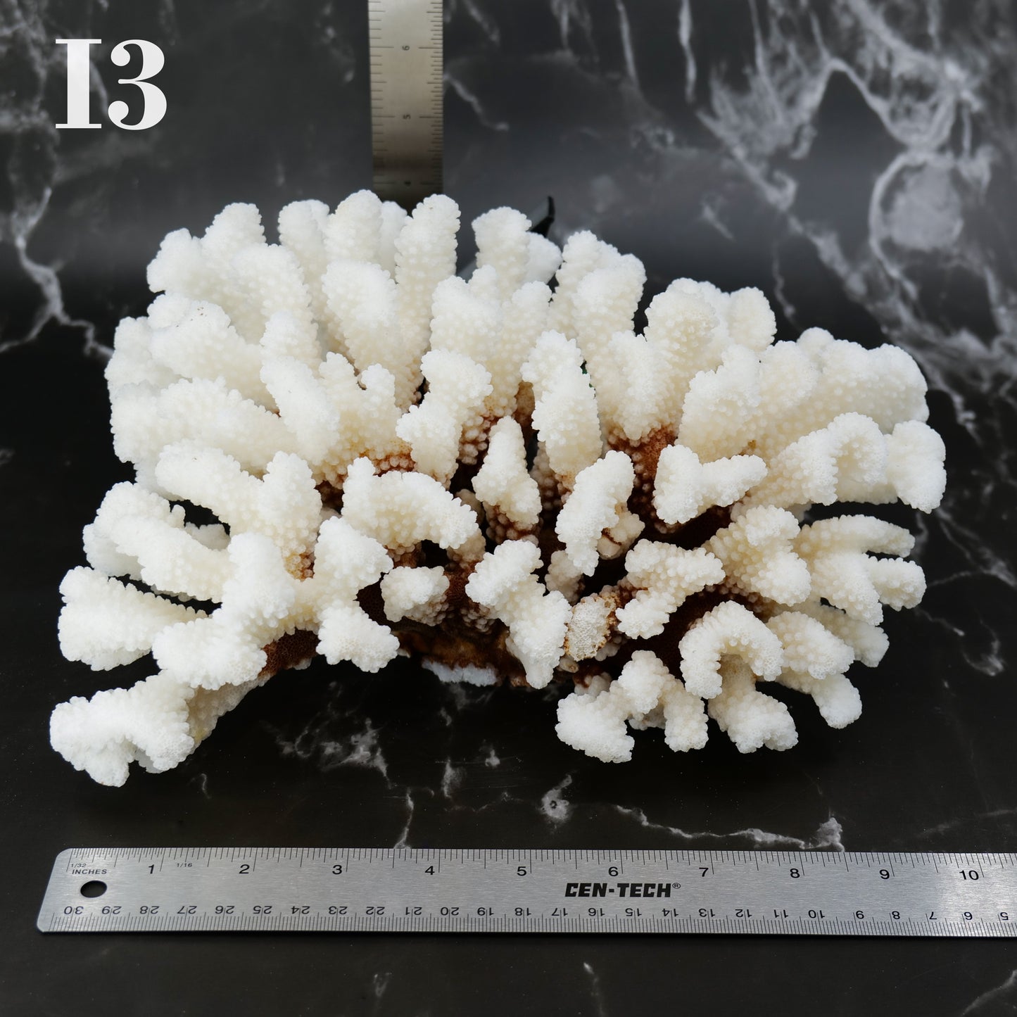 Cluster Coral 10-12"