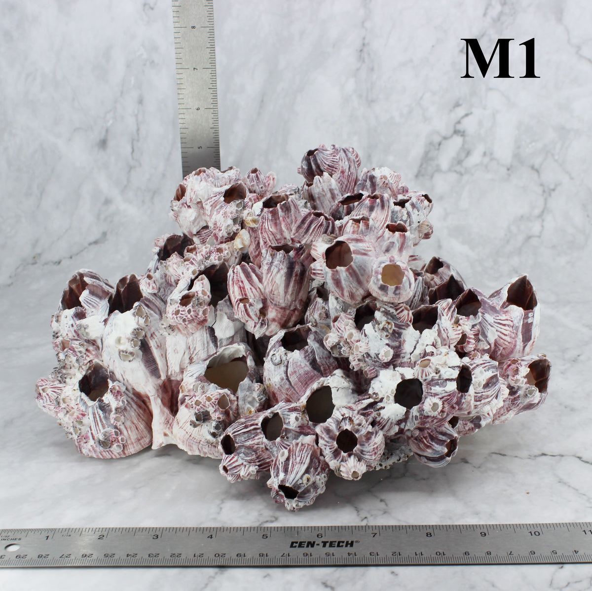Barnacles 10-12"
