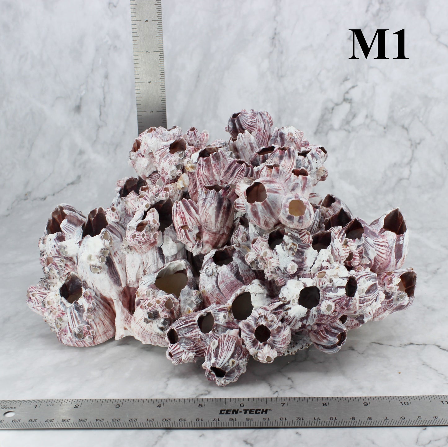 Barnacles 10-12"