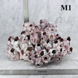 Barnacles 10-12"