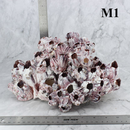 Barnacles 10-12"