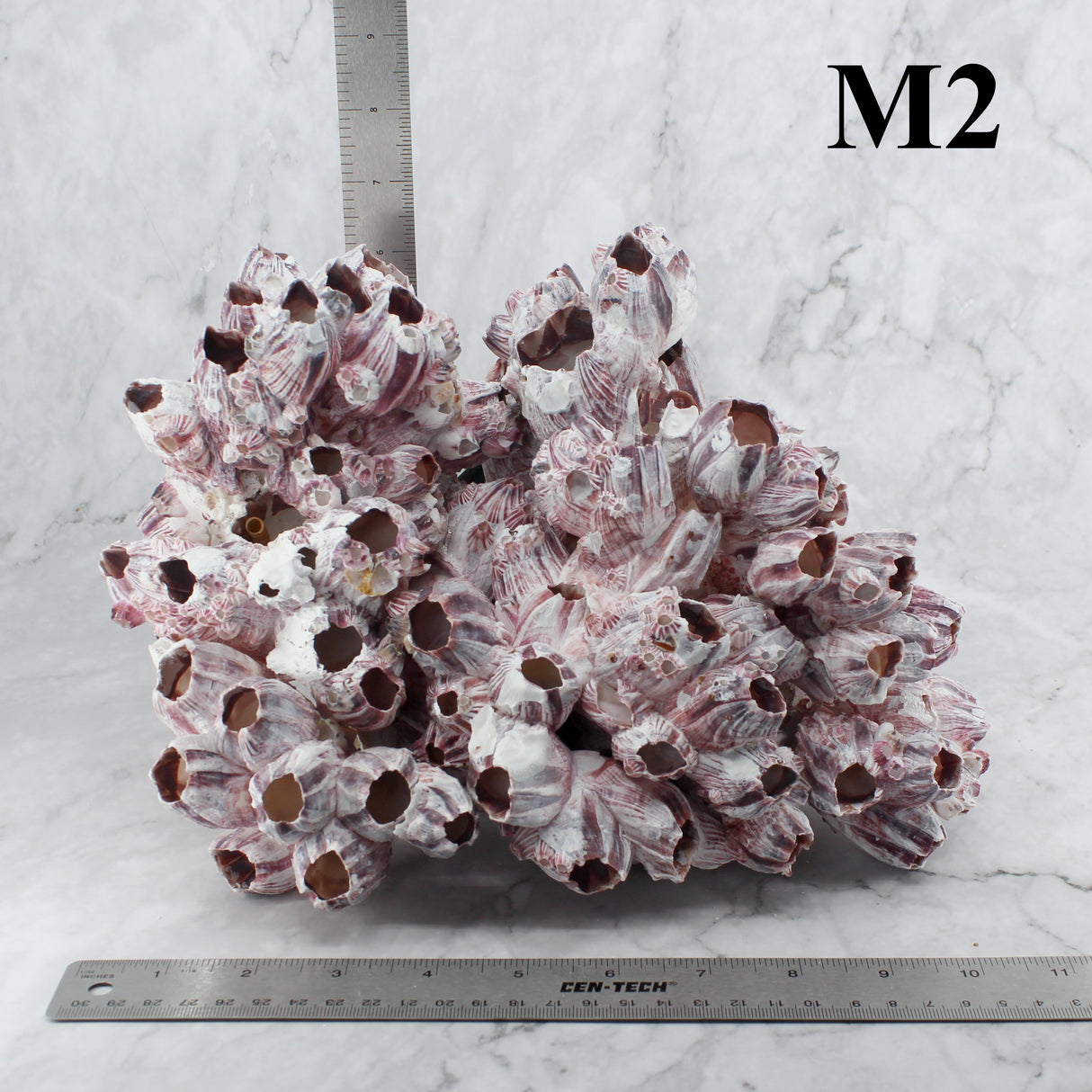 Barnacles 10-12"