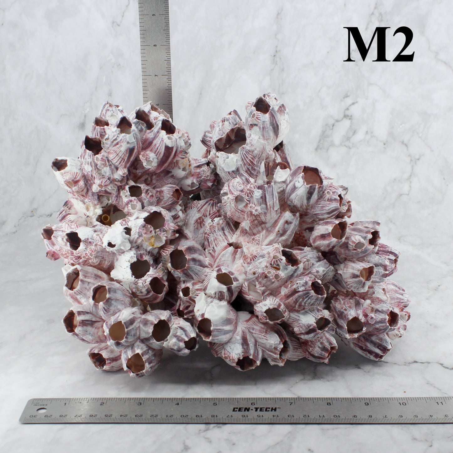 Barnacles 10-12"