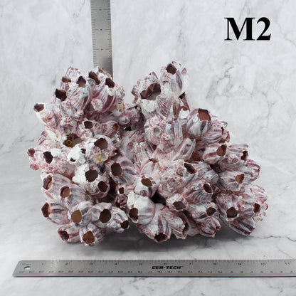 Barnacles 10-12"