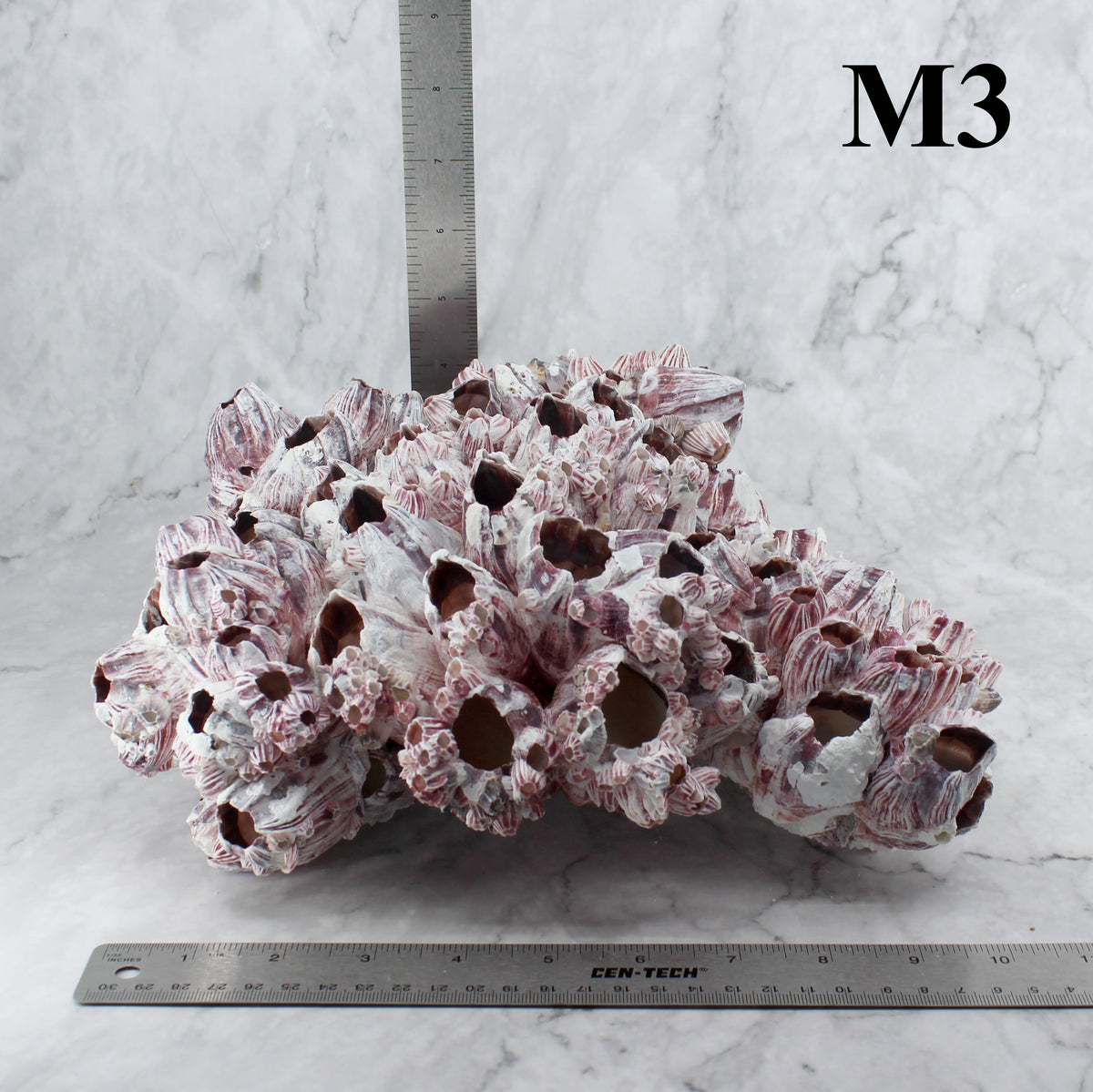Barnacles 10-12"