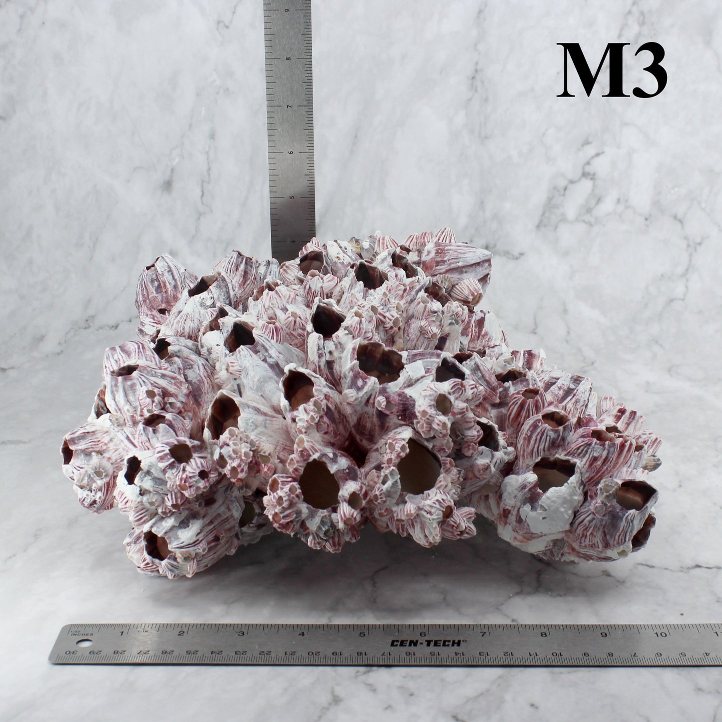 Barnacles 10-12"