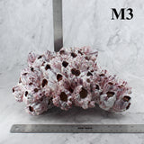 Barnacles 10-12"